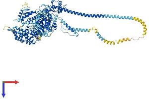 Myosin IB Protein (MYO1B) (AA 1-1136) (His tag)