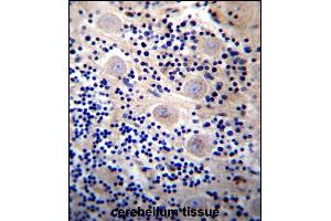 REPS2 Antibody (N-term) (ABIN657055 and ABIN2846222) immunohistochemistry analysis in formalin fixed and paraffin embedded human cerebellum tissue followed by peroxidase conjugation of the secondary antibody and DAB staining. (REPS2 抗体  (N-Term))