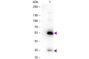 Western Blot of Biotin Conjugated Rabbit Anti-Human IgG Pre-Adsorbed Secondary Antibody. (兔 anti-人 IgG (Heavy & Light Chain) Antibody (Biotin) - Preadsorbed)