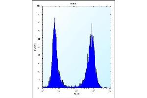 Flow Cytometry (FACS) image for anti-Chaperonin Containing TCP1, Subunit 8 (Theta) (CCT8) (AA 519-548), (C-Term) antibody (ABIN656431)