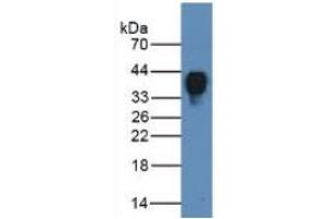 Rabbit Detection antibody from the kit in WB with Positive Control: Sample Human Serum Tissue. (Clusterin ELISA 试剂盒)