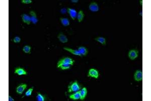 Immunofluorescence (IF) image for anti-Zinc Finger, DHHC-Type Containing 3 (ZDHHC3) (AA 94-171) antibody (ABIN7162550)