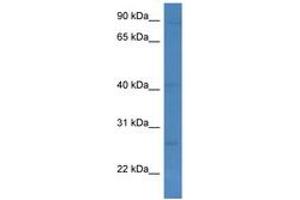 Image no. 1 for anti-Killer Cell Lectin-Like Receptor Subfamily C, Member 1 (KLRC1) (C-Term) antibody (ABIN6746969)