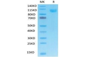 SDS-PAGE (SDS) image for Angiotensin I Converting Enzyme 2 (ACE2) (AA 18-740) protein (His-Avi Tag) (ABIN7273793)