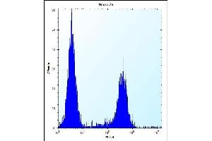 C Antibody (C-term) (ABIN654740 and ABIN2844426) flow cytometric analysis of Neuro-2a cells (right histogram) compared to a negative control cell (left histogram). (CF153 (AA 230-259), (C-Term) 抗体)