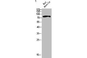 Western blot analysis of RAT-MUSLE lysis using IL4R antibody. (IL4 Receptor 抗体  (Internal Region))