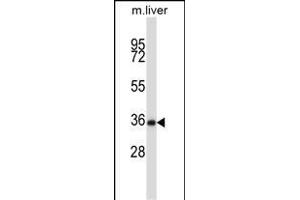 Mouse Nek6 Antibody (C-term) (ABIN657847 and ABIN2846808) western blot analysis in mouse liver tissue lysates (35 μg/lane). (NEK6 抗体  (C-Term))
