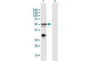 Western Blot analysis of NAPSA expression in transfected 293T cell line by NAPSA MaxPab polyclonal antibody. (NAPSA 抗体  (AA 1-420))