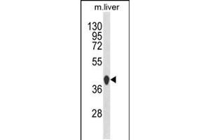 Western blot analysis of HPD Antibody in mouse liver tissue lysates (35ug/lane) (HPD 抗体  (C-Term))