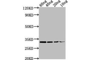 Western Blot Positive WB detected in Recombinant protein All lanes: omp antibody at 1:2000 Secondary Goat polyclonal to rabbit IgG at 1/50000 dilution Predicted band size: 32 kDa Observed band size: 32 kDa (OMP 抗体  (AA 20-159))