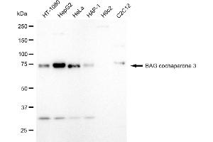 Western blotting analysis using BAG cochaperone 3 antibody (ABIN7800911). (Recombinant BAG Cochaperone 3 抗体)