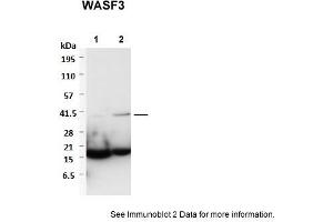Sample Type: 1. (WASF3 抗体  (Middle Region))