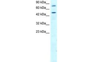 Image no. 2 for anti-Regulator of G-Protein Signaling 9 (RGS) (AA 230-279) antibody (ABIN202538) (RGS 抗体  (AA 230-279))