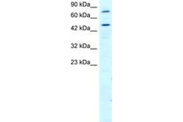 RGS anticorps  (AA 230-279)