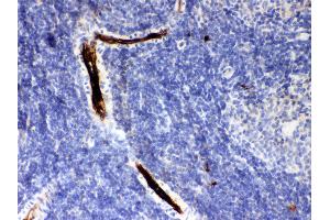 Anti- SERPINA1 Picoband antibody, IHC(P) IHC(P): Rat Spleen Tissue (SERPINA1 抗体  (AA 211-411))