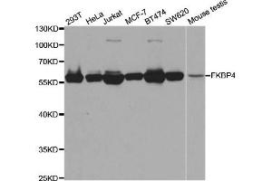Western blot analysis of extracts of various cell lines, using FKBP4 antibody (ABIN5973289) at 1/1000 dilution. (FKBP4 抗体)