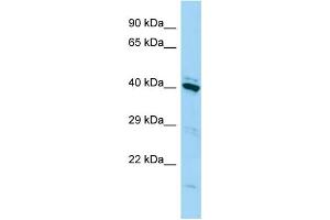 Host: Rabbit Target Name: FAM50A Sample Type: 293T Whole Cell lysates Antibody Dilution: 1. (FAM50A 抗体  (C-Term))