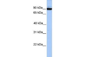 WB Suggested Anti-PCDH17 Antibody Titration: 0. (PCDH17 抗体  (C-Term))