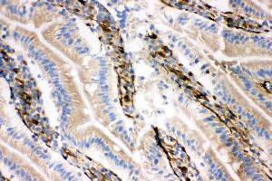 Anti-NRG1 antibody, IHC(F) IHC(F): Rat Intestine Tissue (Neuregulin 1 抗体  (C-Term))