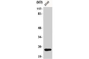 Western Blot analysis of A549 cells using BART1 Polyclonal Antibody (ARL2BP 抗体  (Internal Region))