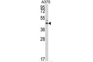 Western blot analysis of ESRRA Antibody (Center) in A375 cell line lysates (35ug/lane). (ESRRA 抗体  (Middle Region))