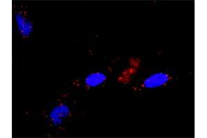 Proximity Ligation Analysis of protein-protein interactions between RALGDS and HRAS. (RALGDS 抗体  (AA 1-902))