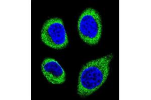 Confocal immunofluorescent analysis of AGBL5 Antibody (N-term) (ABIN655730 and ABIN2845177) with U-251MG cell followed by Alexa Fluor 488-conjugated goat anti-rabbit lgG (green). (AGBL5 抗体  (N-Term))