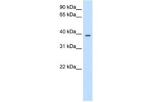 WB Suggested Anti-PSMD6 Antibody Titration:  2. (PSMD6 抗体  (N-Term))