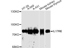 Western blot analysis of extracts of various cell lines, using IL17RE antibody. (IL17RE 抗体)