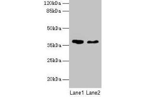 Western blot All lanes: AGA antibody at 10 μg/mL Lane 1: 293T whole cell lysate Lane 2: Mouse muscle tissue Secondary Goat polyclonal to rabbit IgG at 1/10000 dilution Predicted band size: 38 kDa Observed band size: 38 kDa (AGA 抗体  (AA 206-346))