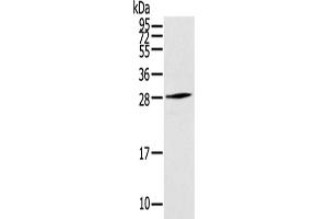 Western Blotting (WB) image for anti-Thymocyte Nuclear Protein 1 (THYN1) antibody (ABIN5958656) (THYN1 抗体)