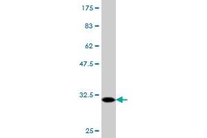 Western Blot detection against Immunogen (30. (FPR2 抗体  (AA 163-205))