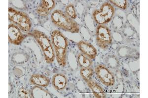 Immunoperoxidase of monoclonal antibody to PCTK1 on formalin-fixed paraffin-embedded human kidney. (CDK16 抗体  (AA 1-80))