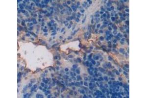 IHC-P analysis of Mouse Tissue, with DAB staining. (PIM2 抗体  (AA 98-319))