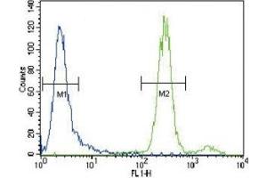 HGF antibody flow cytometric analysis of CEM cells (green) compared to a negative control (blue). (HGF 抗体  (AA 521-554))