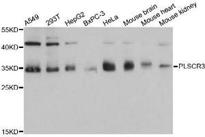 Western blot analysis of extracts of various cell lines, using PLSCR3 antibody. (PLSCR3 抗体)