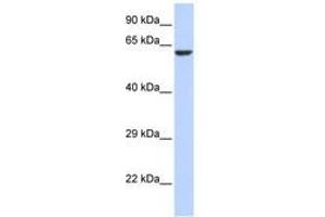 Image no. 1 for anti-Potassium Channel, Subfamily V, Member 1 (KCNV1) (AA 36-85) antibody (ABIN6740508) (KCNV1 抗体  (AA 36-85))