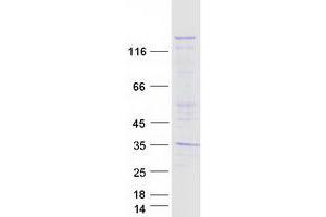 Validation with Western Blot (NLRP1 Protein (Transcript Variant 1) (Myc-DYKDDDDK Tag))