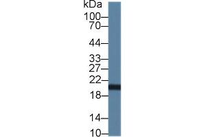 Western Blotting (WB) image for anti-Canopy 2 Homolog (CNPY2) (AA 21-182) antibody (ABIN7441694)