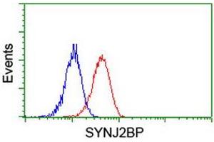 Image no. 1 for anti-Synaptojanin 2 Binding Protein (SYNJ2BP) antibody (ABIN1501272) (SYNJ2BP 抗体)