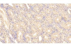 Detection of LIF in Human Kidney Tissue using Monoclonal Antibody to Leukemia Inhibitory Factor (LIF) (LIF 抗体  (AA 2-201))