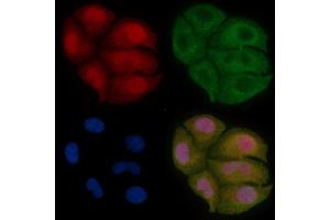 C8orf4 Mouse Monoclonal Antibody staining Hela cells by IF/ICC. (C8orf4 抗体)