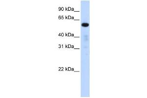 Western Blotting (WB) image for anti-Family with Sequence Similarity 98, Member A (FAM98A) antibody (ABIN2459871)