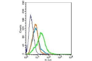 RSC96 probed with MC4 Receptor Polyclonal Antibody, Unconjugated  at 1:100 for 30 minutes followed by incubation with a conjugated secondary -FITC) (green) for 30 minutes compared to control cells (blue), secondary only (light blue) and isotype control (orange). (MC4R 抗体  (AA 1-50))