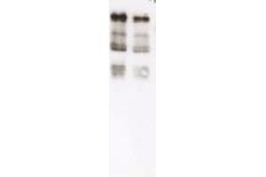 Immunoblot of Ubiquitin. (Ubiquitin 抗体)