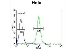 HS Antibody (C-term) (ABIN651231 and ABIN2840143) flow cytometric analysis of Hela cells (right histogram) compared to a negative control cell (left histogram). (GRP78 抗体  (C-Term))