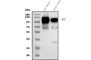 Western blot analysis of MAG using anti-MAG antibody (ABIN7601399).