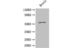 Western Blot Positive WB detected in: Mouse brain tissue All lanes: ICA1 antibody at 4 μg/mL Secondary Goat polyclonal to rabbit IgG at 1/50000 dilution Predicted band size: 55, 58 kDa Observed band size: 55 kDa (ICA1 抗体  (AA 1-268))