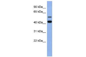 WB Suggested Anti-ZNF547 Antibody Titration:  0. (ZNF547 抗体  (N-Term))