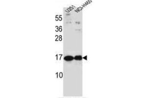 Western blot analysis in U251, NCI-H460 cell line lysates (35ug/lane) using Pleiotrophin / PTN  Antibody (C-term). (Pleiotrophin 抗体  (C-Term))